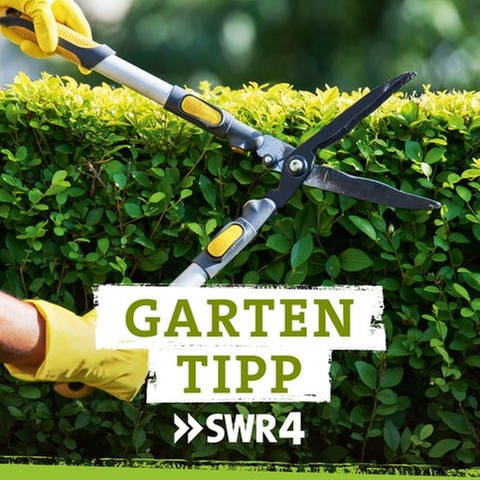 Podcast SWR4 Gartentipp