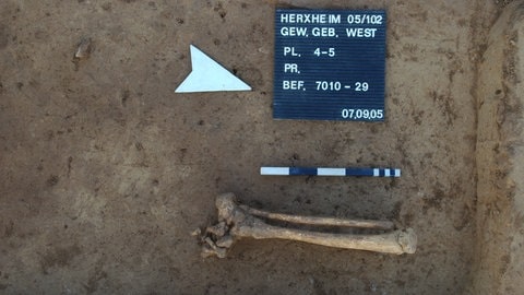 Herxheim, Skelettreste: Unterschenkel mit Fuß (Foto: LAD Rheinland-Pfalz, Amt Speyer) Herxheim, Skelettreste: Unterschenkel mit Fuß