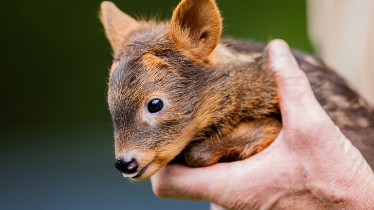 6. Juni: Gestatten, das ist "Adora", ihres Zeichens ein frisch geborenes Südpudu-Mädchen. Adora lebt im Kölner Zoo und ist 1.325 Gramm schwer. Ausgewachsen könnte die kleine Dame einmal bis zu 80 Zentimeter groß und rund zwölf Kilo schwer werden. Die kleinste Hirschart der Welt kommt aber eigentlich aus den Anden. Es soll nur rund 10.000 Exemplare geben und die Art gilt als gefährdet. Adora ist übrigens nicht alleine, ihr fast gleichzeitig geborener Bruder heißt Yuri. (Foto: picture-alliance / Reportdienste, Picture Alliance) 6. Juni: Gestatten, das ist "Adora", ihres Zeichens ein frisch geborenes Südpudu-Mädchen. Adora lebt im Kölner Zoo und ist 1.325 Gramm schwer. Ausgewachsen könnte die kleine Dame einmal bis zu 80 Zentimeter groß und rund zwölf Kilo schwer werden. Die kleinste Hirschart der Welt kommt aber eigentlich aus den Anden. Es soll nur rund 10.000 Exemplare geben und die Art gilt als gefährdet. Adora ist übrigens nicht alleine, ihr fast gleichzeitig geborener Bruder heißt Yuri.