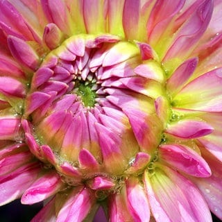 Eine rosafarbene Dahlienblüte mit Wassertropfen.