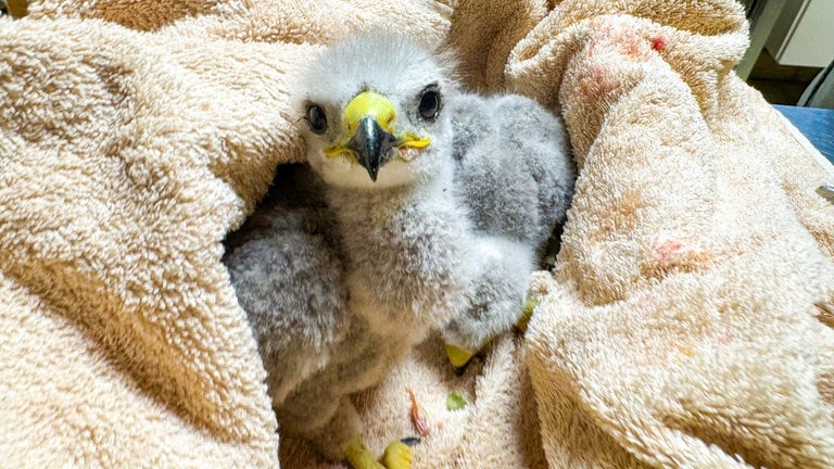 Die völlig unterkühlten Mäusebussard-Babys in einer flauschigen Decke. Gleich kommen sie in den warmen Brutkasten und können sich in der Greifvogelstation in Bad Friedrichshall erholen. (Foto: SWR, Tierrettung Unterland) Die völlig unterkühlten Mäusebussard-Babys in einer flauschigen Decke. Gleich kommen sie in den warmen Brutkasten und können sich in der Greifvogelstation in Bad Friedrichshall erholen.