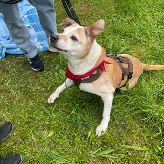 Hund Rugby auf einer Wiese in Stuttgart-Zuffenhausen.