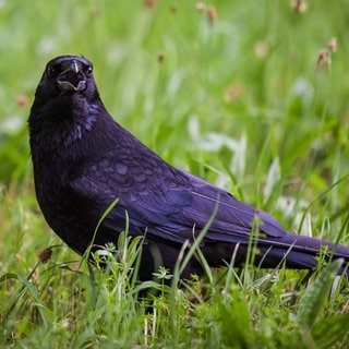 Eine Krähe sitzt mit offenem Schnabel im Gras. Die Vögel sind intelligent und können sogar zählen.
