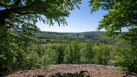 Der Nationalpark Hunsrück-Hochwald ist mittlerweile zehn Jahre alt.