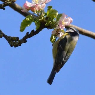 27. April: So noch nie gesehen - Apfelblüte hält auch dem Gewicht einer Blaumeise stand :)