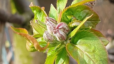 Kleine, geschlossene Apfelblütenknospen an einem Baum in Denzlingen (Foto: SWR) Kleine, geschlossene Apfelblütenknospen an einem Baum in Denzlingen