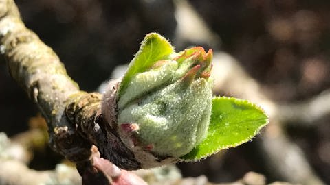 Geschlossene Apfelblütenknospe: Entfaltungs-Countdown der Apfelblüte (Foto: SWR) Geschlossene Apfelblütenknospe: Entfaltungs-Countdown der Apfelblüte